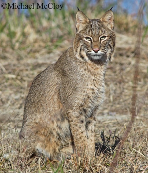 bobcat_750x879.jpg