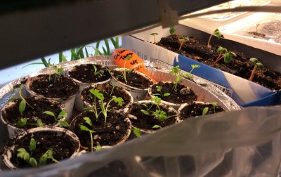 Uppotted Tango celery seedlings