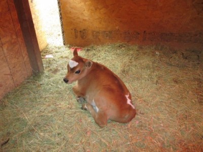 bull calf.JPG