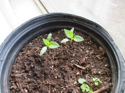 pepper babies.JPG