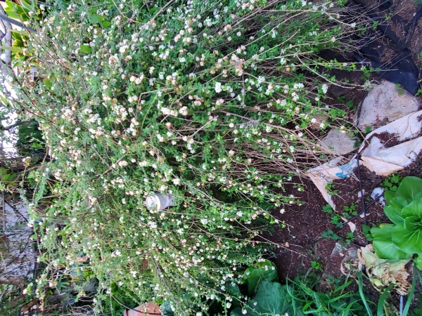 Jamaican oregano