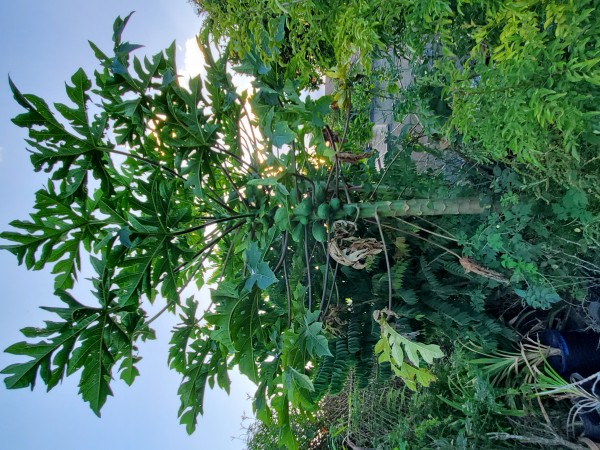 Papaya the birds dropped.  I will have to cut it soon. It will soon be too tall to reach.