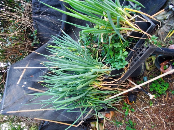 Green onions and mint.  Green onions can be moved. Mint has to stay above ground