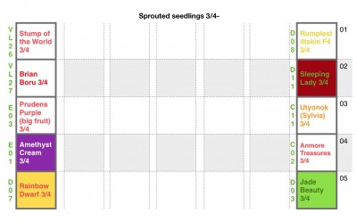 Map of Sprouted tomato seedlings in new &quot;growing&quot; tray