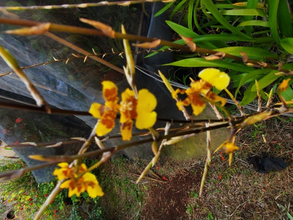 Popcorn orchid starting to bloom out of season. It usually blooms in May