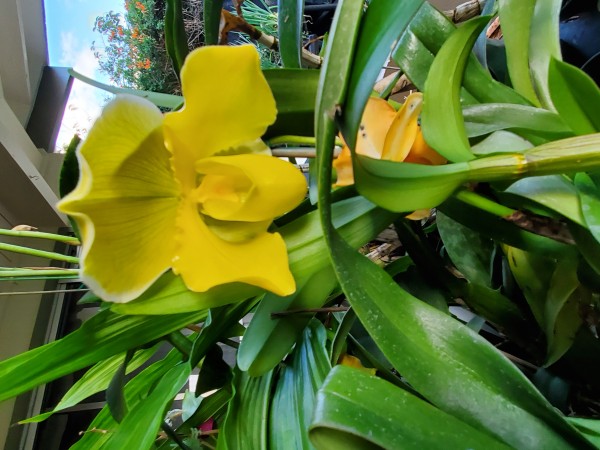 Paph Magic Oro x Magic Mood 'Hamilton'