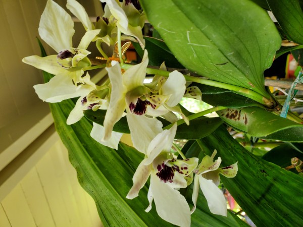 Noname  Dendrobium. It is a laturia type orchid. I took the picture looking up from below the orchid. The flowers look down,