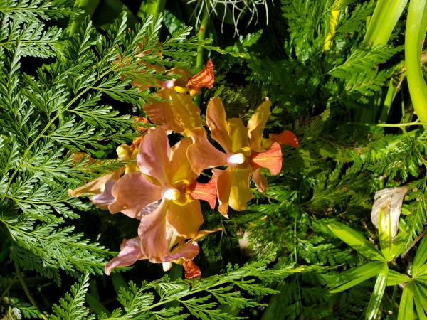 Noname   vanda hybrid.  Noname = no label= I will be very lucky if anyone except the grower can identify this.