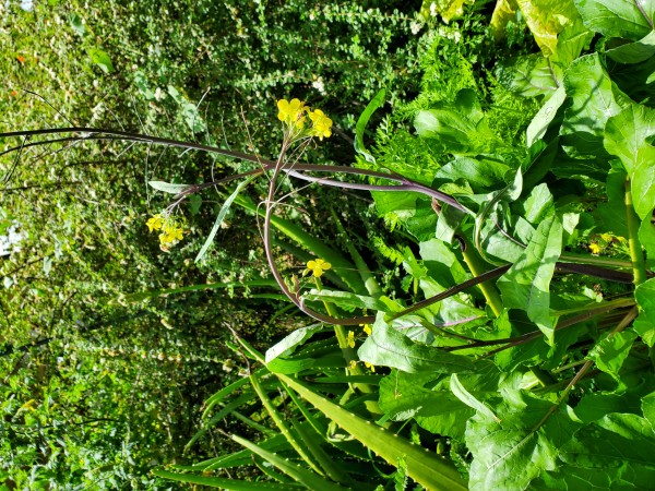 Hon tsai tai is blooming. Time to eat it.