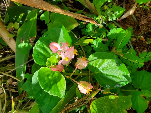 Even the weeds are blooming. Tuberous begonia