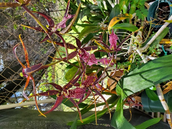 Intergeneric Oncidium family hybrid.  It looks like it could have brassia, odontoglossum, oncidium and/or miltonia.