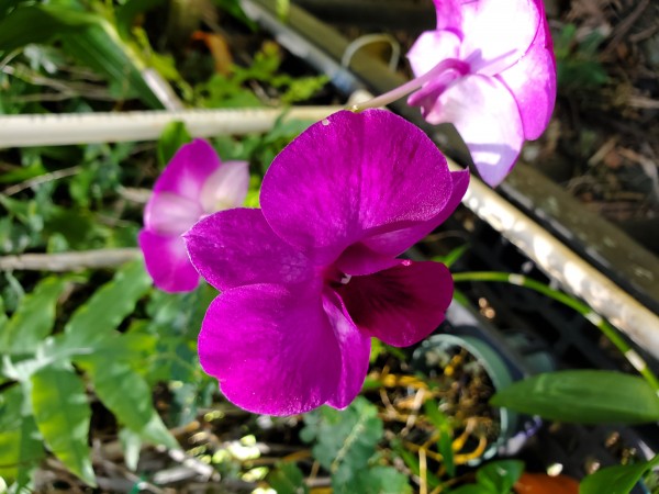 Noname dendrobium phalaenopsis hybrid.  This is probably a club or rescue plant.  I rarely buy dendrobiums.