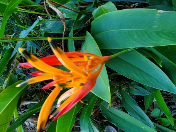 Parrot beak heliconia. Escapee from the pot. It is an 8x7 ft patch now. It will be hard to kill.