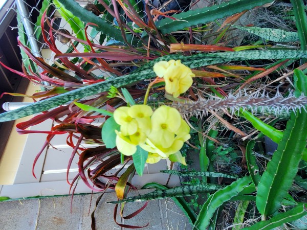 yellow crown of thorns