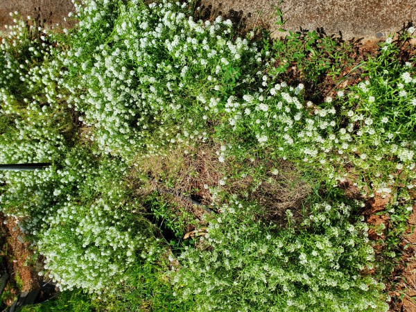 alyssum always in bloom. Attracts many beneficial insects.
