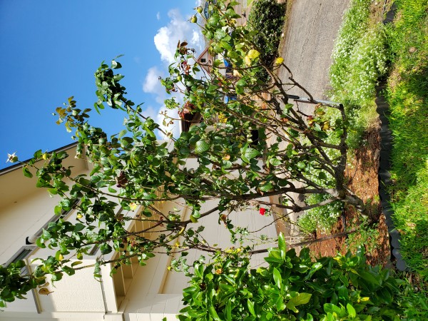 HT Francis Meililand. This rose is 9-10 ft tall with large beautiful light pink fragrant flowers.