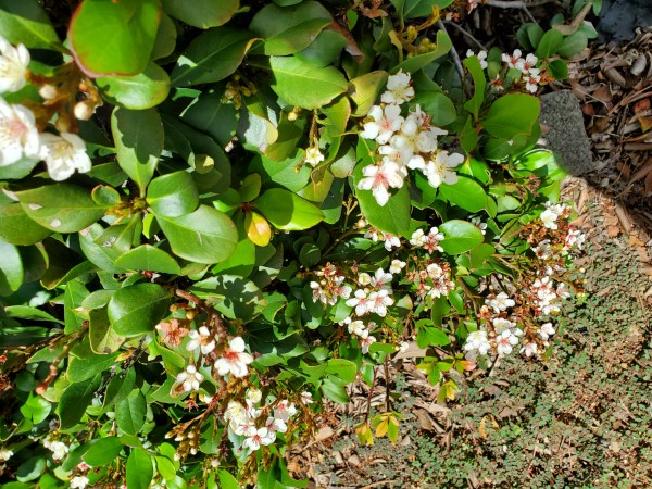 Rhapsiolepsis Indica in bloom.  This is a good hedge. It is low maintenance and it is probably 40+ years old.