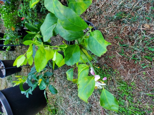 even the citrus trees in pots are in bloom
