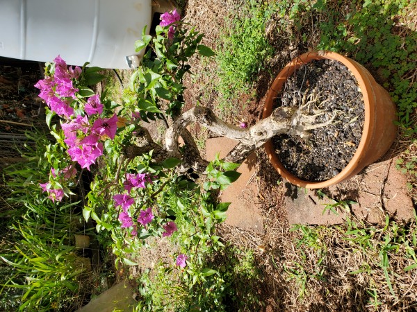 My bougainvillea has finally been able to go out into the sun.  New leaves are growing and I have removed all of the training wires.