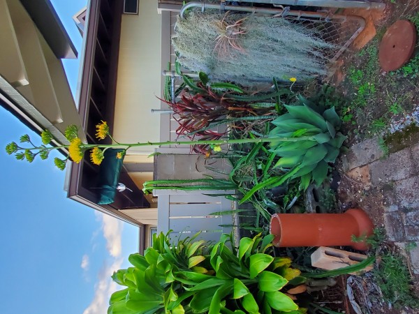 Swan Neck agave approx 15 years old.  After it blooms it will set seed and die. It would have been bigger but the plant is in a 6 inch pot. Otherwise in the ground the inflorescence could potentially reach 30 ft