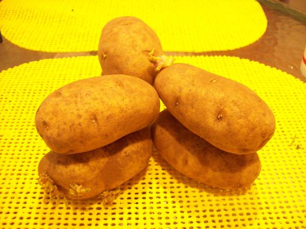 Potato.jpg