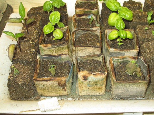 Seedling deaths.jpg
