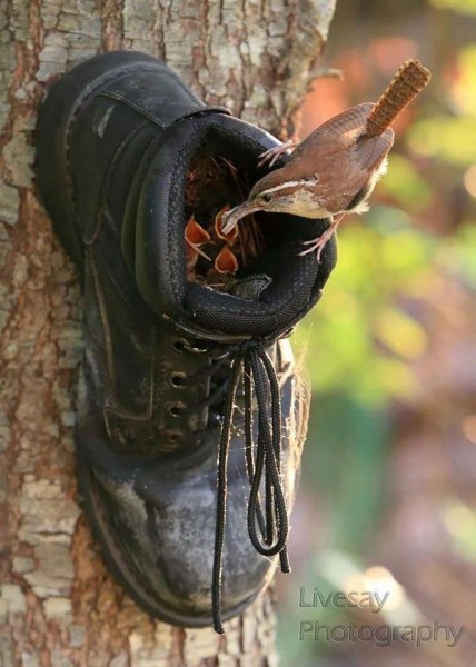 BirdHouse.jpg