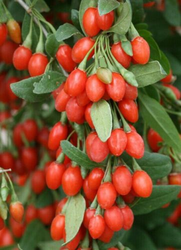 Goji.jpg