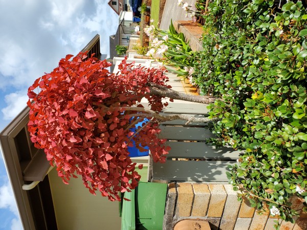 euphorbia cotonifolia was damaged by strong winds.  It is recovering now.