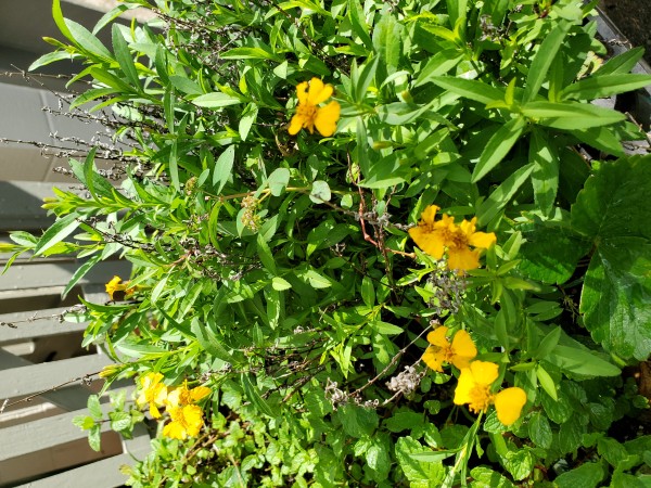 tagetes lucida. Mexican mint marigold.  Tropical substitute for French tarragon.
