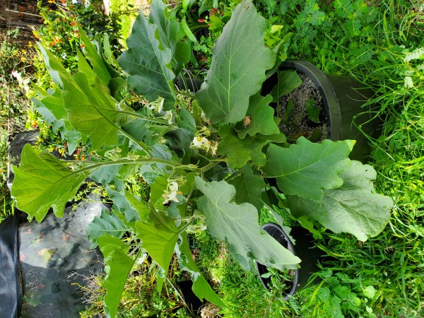 Eggplant.  This is supposed to be a long green eggplant.  It has clusters of white flowers. I don't know if this is going to be green or white.  Still wating on the fruit.