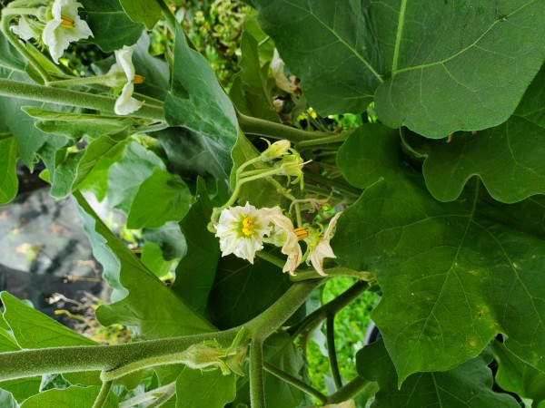 &quot;green&quot; eggplant flowers?