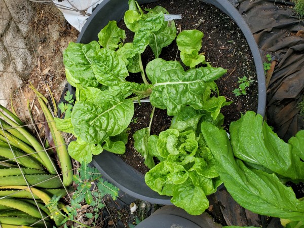 overflow lettuce in 18 gallon pots