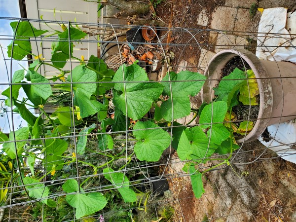 Soarer cucumber vine