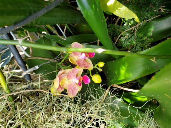phalaenopsis on the plumeria tree