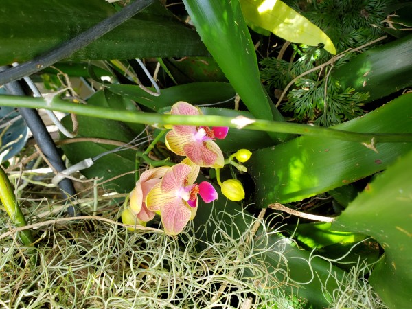 phalaenopsis on the plumeria tree