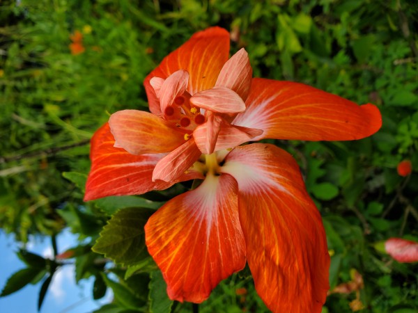 Princess Michiko hibiscus