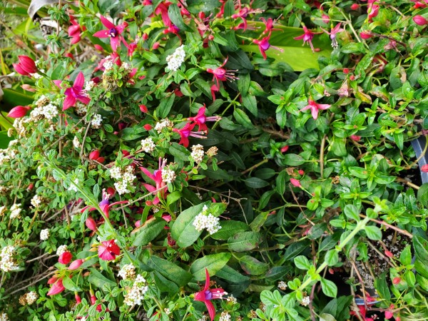 my new fuchsia plant