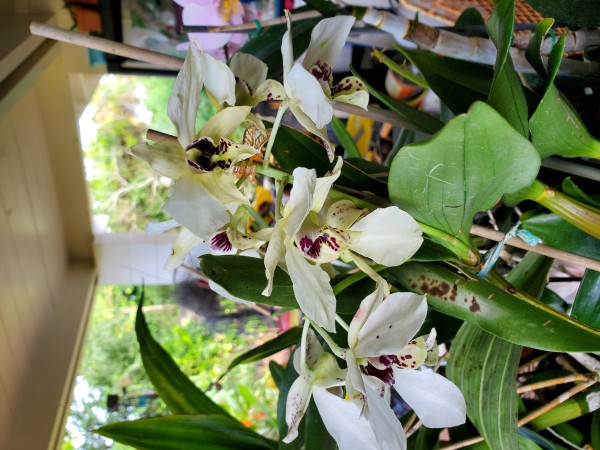 Laturia dendrobium still blooming.