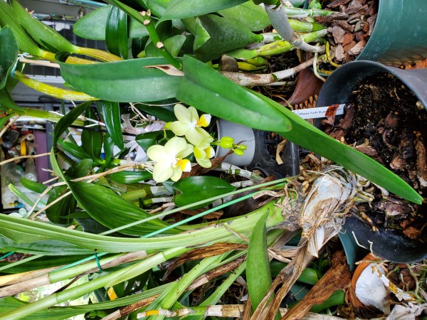 phalaenopsis partially bloomed.