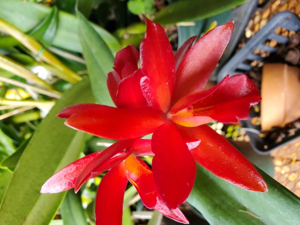 catleya hybrid. Opened up more flowers