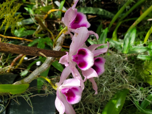 dendrobium anosmum.  Honohono orchid.  Strange anosmum means without smell, but the species is very fragrant.