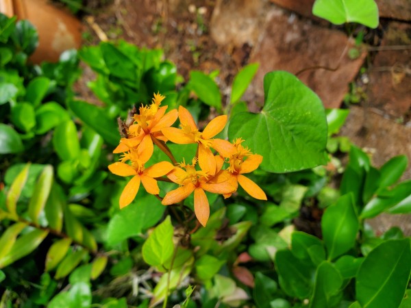 epidendren.  I saw a fiery skipper on this flower this morning but I did not have the camera then.