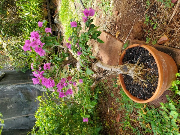 Bougainvillea after trim and lightly wired one of the branches.