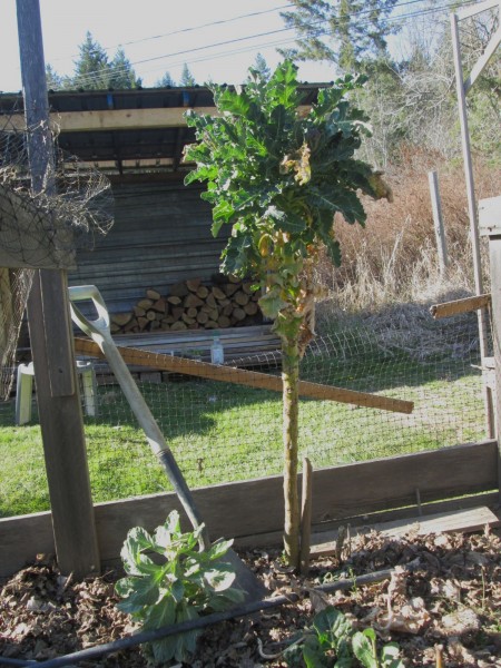 Broccoli palm.jpg