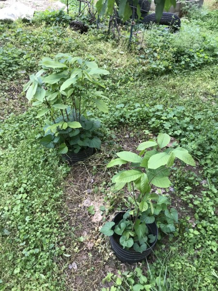 pawpaw seedlings.jpg