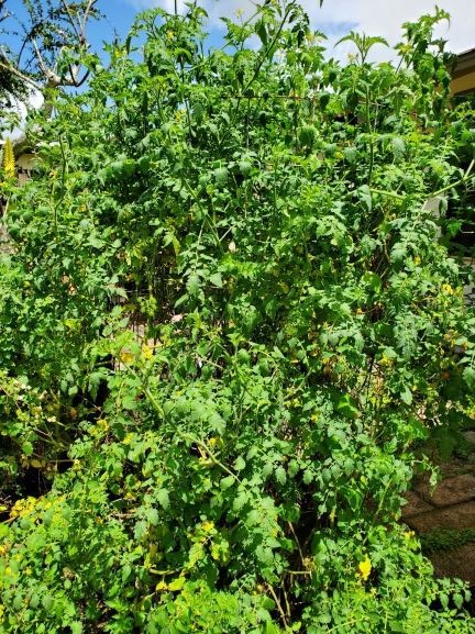 Red currant in 18 gallon pot and trellis. Vine has since topped trellis and is on the ground.