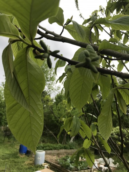 baby pawpaws 2020.jpg