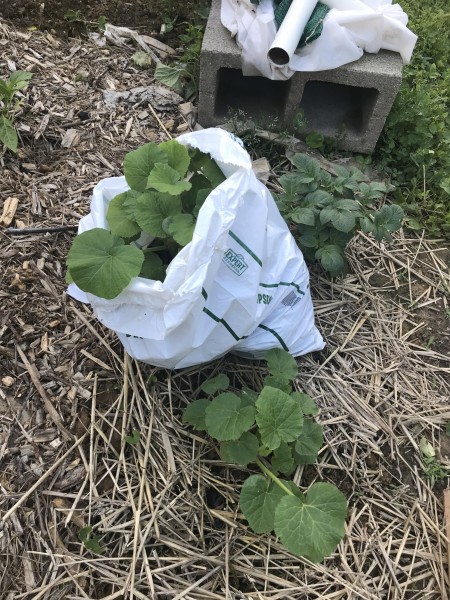 squash in a bag 2.jpg