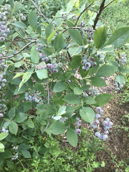 blueberry brightwell.jpg